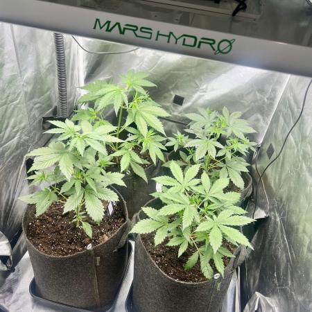 Apricot / Guava auto - 420 FastBuds