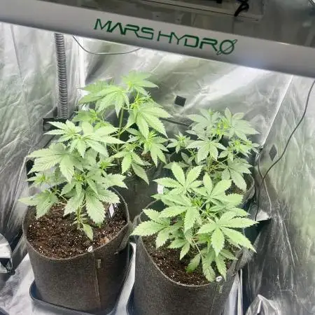 Apricot / Guava auto - 420 FastBuds