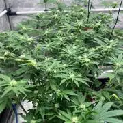 RS11 - Barney’s Farm