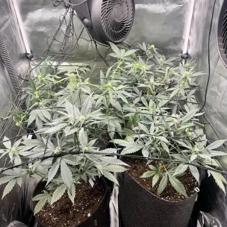 Apricot / Guava auto - 420 FastBuds