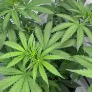 Zesty Bliss - Paradise Seeds
