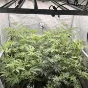 Chocolate Waffelz - Paradise Seeds