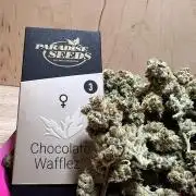 Chocolate Waffelz - Paradise Seeds