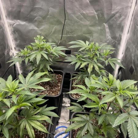 Super Buff Cherry #26 Cut