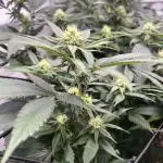 Slurrup - In House Genetics