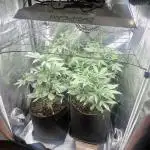 Apricot / Guava auto - 420 FastBuds