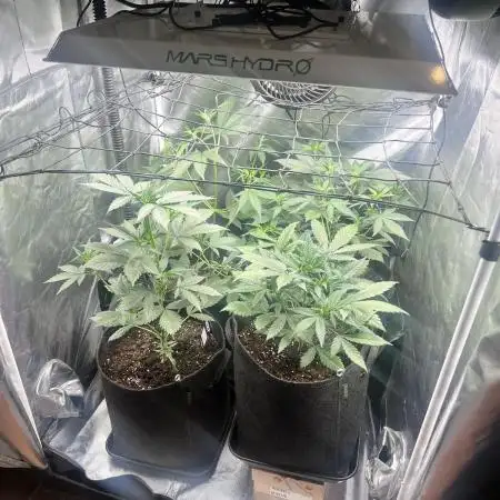 Apricot / Guava auto - 420 FastBuds