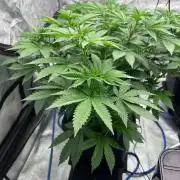 RS11 - Barney’s Farm