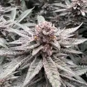 Super Buff Cherry #26 Cut