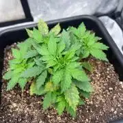 RS11 - Barney’s Farm