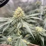 True Angel - Botafarm