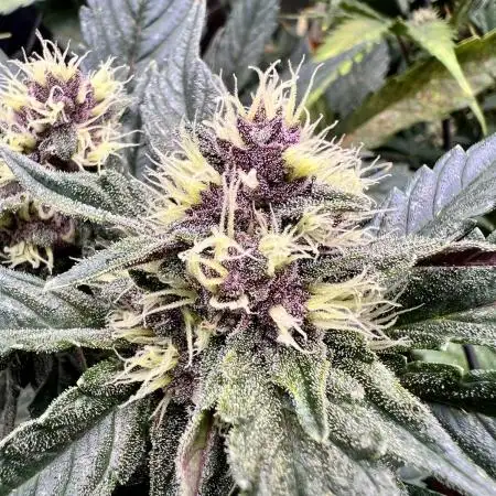 Apricot / Guava auto - 420 FastBuds