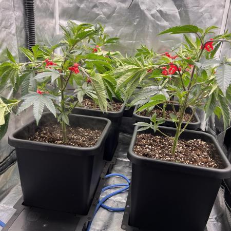 Super Buff Cherry #26 Cut