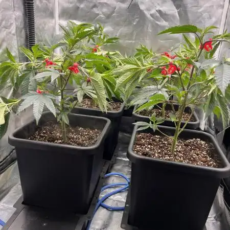 Super Buff Cherry #26 Cut