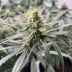 Amnesia Core Cut