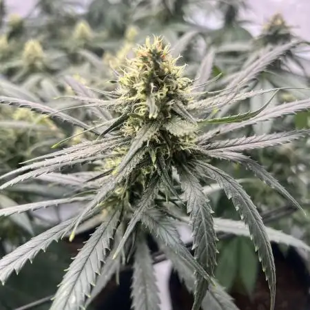 Amnesia Core Cut