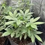 Apricot / Guava auto - 420 FastBuds