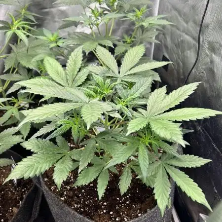 Apricot / Guava auto - 420 FastBuds