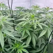 Zesty Bliss - Paradise Seeds