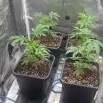 Super Buff Cherry #26 Cut