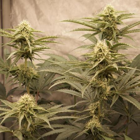 F026 - The Tropical Ice Cream One - SSSC