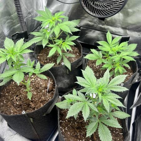 Apricot / Guava auto - 420 FastBuds