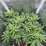 Super Buff Cherry #26 Cut