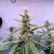 Zesty Bliss - Paradise Seeds