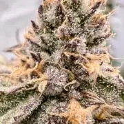 Blueberry Zkunk - Grounded Genetics