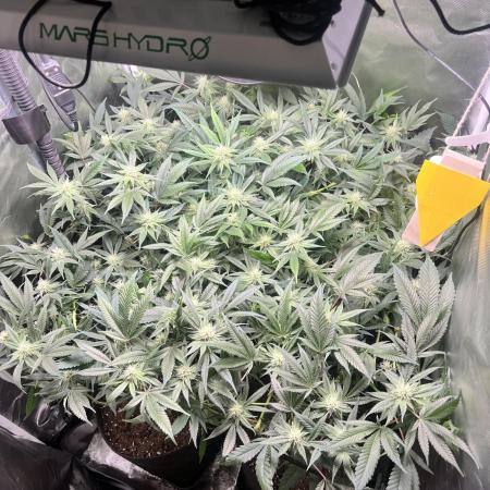 Sour Frootz - Karma Genetics