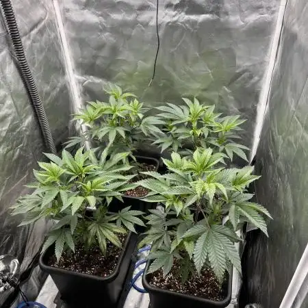 Super Buff Cherry #26 Cut