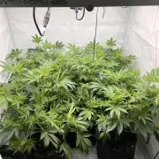 Blueberry Zkunk - Grounded Genetics