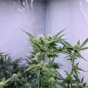 Zesty Bliss - Paradise Seeds