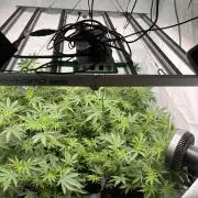 Blueberry Zkunk - Grounded Genetics