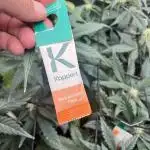 Apricot / Guava auto - 420 FastBuds