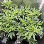 Super Buff Cherry #26 Cut