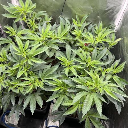 Super Buff Cherry #26 Cut