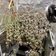 Super Buff Cherry #26 Cut