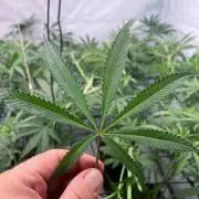 Zesty Bliss - Paradise Seeds
