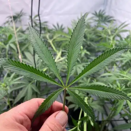 Zesty Bliss - Paradise Seeds