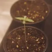 Zesty Bliss - Paradise Seeds