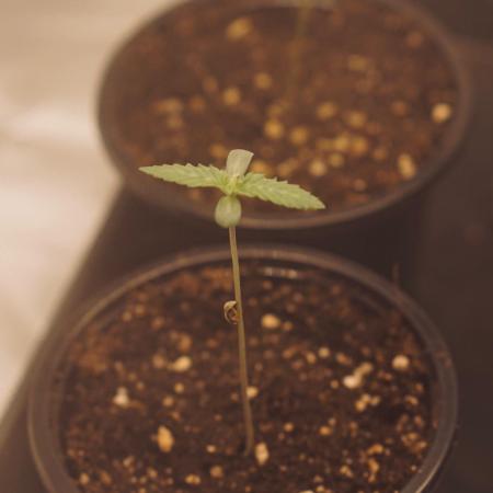 Zesty Bliss - Paradise Seeds