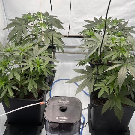 Zesty Bliss - Paradise Seeds