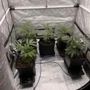 Chocolate Waffelz - Paradise Seeds