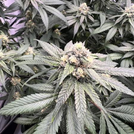 Slurrup - In House Genetics