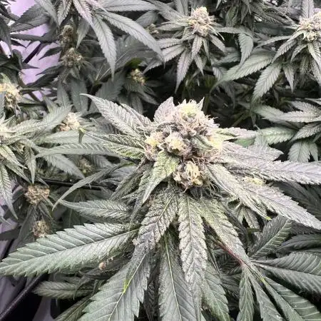Slurrup - In House Genetics