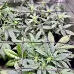 Apricot / Guava auto - 420 FastBuds