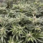 Super Buff Cherry #26 Cut