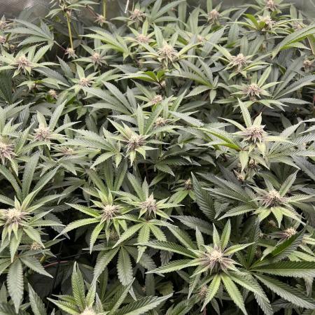 Super Buff Cherry #26 Cut