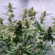 Zesty Bliss - Paradise Seeds